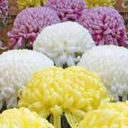 ヒメ日記 2025/09/09 08:46 投稿 陽菜多（ひなた）★愛くるしい美嬢 BITEKI