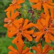 ヒメ日記 2025/09/17 08:48 投稿 陽菜多（ひなた）★愛くるしい美嬢 BITEKI