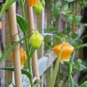 ヒメ日記 2025/09/19 08:50 投稿 陽菜多（ひなた）★愛くるしい美嬢 BITEKI