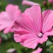 ヒメ日記 2025/09/26 08:49 投稿 陽菜多（ひなた）★愛くるしい美嬢 BITEKI