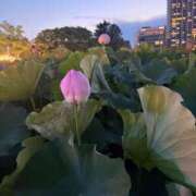 ヒメ日記 2025/07/25 07:28 投稿 かえで 桃李（とうり）