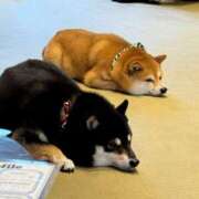 ヒメ日記 2025/07/18 16:12 投稿 りん『ぽっちゃりコース』 素人学園＠