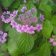 ヒメ日記 2025/08/01 10:55 投稿 なおこ奥様 人妻です