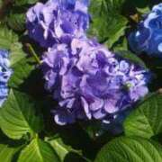 ヒメ日記 2025/08/01 23:05 投稿 なおこ奥様 人妻です