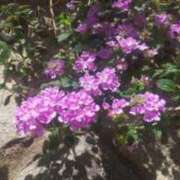 ヒメ日記 2025/09/19 09:44 投稿 なおこ奥様 人妻です