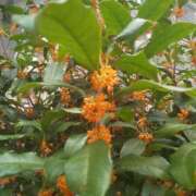 ヒメ日記 2025/11/02 17:56 投稿 なおこ奥様 人妻です