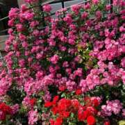 ヒメ日記 2026/02/18 10:59 投稿 なおこ奥様 人妻です