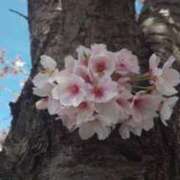 ヒメ日記 2026/03/27 10:27 投稿 なおこ奥様 人妻です