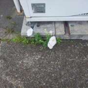 ヒメ日記 2026/04/18 10:26 投稿 なおこ奥様 人妻です