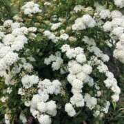 坂口ひなた こんばんわ🌕 淫乱OL派遣商社 斉藤商事