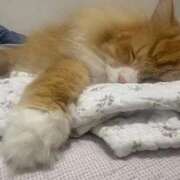 ヒメ日記 2025/11/13 05:24 投稿 ほのか 人妻倶楽部 内緒の関係 大宮店