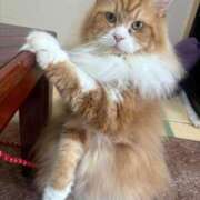 ヒメ日記 2025/12/04 11:54 投稿 ほのか 人妻倶楽部 内緒の関係 川越店