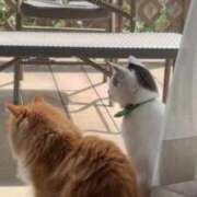 ヒメ日記 2026/04/14 13:18 投稿 ほのか 人妻倶楽部 内緒の関係 川越店