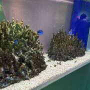 ヒメ日記 2025/10/12 11:21 投稿 ふう スピードエコ日本橋店