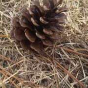 ヒメ日記 2025/12/01 00:09 投稿 月宮しおん(つきみやしおん) 九州熟女　熊本店