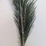 ヒメ日記 2026/01/16 10:29 投稿 月宮しおん(つきみやしおん) 九州熟女　熊本店