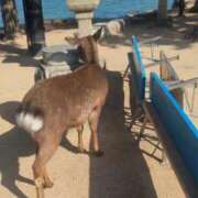 ヒメ日記 2026/02/14 19:36 投稿 月宮しおん(つきみやしおん) 九州熟女　熊本店