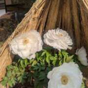 ヒメ日記 2026/02/20 09:46 投稿 月宮しおん(つきみやしおん) 九州熟女　熊本店