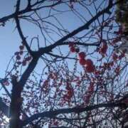 ヒメ日記 2026/03/02 09:40 投稿 月宮しおん(つきみやしおん) 九州熟女　熊本店