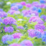 ヒメ日記 2025/06/12 13:26 投稿 立花（たちばな） ユカノモリ