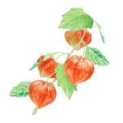 ヒメ日記 2025/08/13 17:16 投稿 櫻井結 プルデリR40