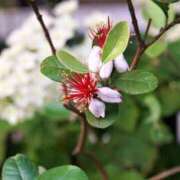 ヒメ日記 2025/07/01 05:45 投稿 櫻井結 プルデリR40滋賀店