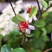 ヒメ日記 2025/07/01 08:23 投稿 櫻井結 プルデリR40滋賀店