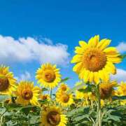 ヒメ日記 2025/07/24 05:30 投稿 櫻井結 プルデリR40滋賀店