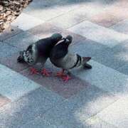 ヒメ日記 2025/06/06 10:10 投稿 はるな スパーク日本橋