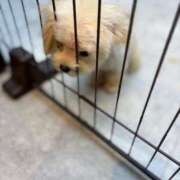 ヒメ日記 2025/11/01 12:40 投稿 はるな スパーク日本橋