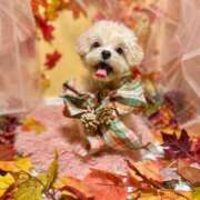 ヒメ日記 2025/12/03 12:56 投稿 はるな スパーク日本橋