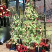 ヒメ日記 2025/12/25 14:07 投稿 ねお 電マナイザー イラマチオン