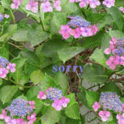 ヒメ日記 2025/08/03 10:39 投稿 吉瀬れみ 一夜妻