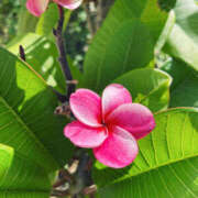 ヒメ日記 2025/08/18 23:29 投稿 吉瀬れみ 一夜妻