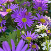 ヒメ日記 2025/08/20 08:39 投稿 吉瀬れみ 一夜妻