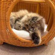 ヒメ日記 2026/02/25 15:18 投稿 りお SCREEN(スクリーン)