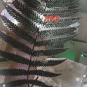 ヒメ日記 2025/10/19 09:46 投稿 華村のあ 五十路マダム静岡店（カサブランカG）