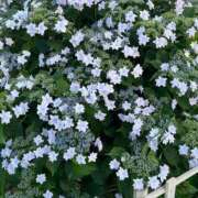 ヒメ日記 2025/06/11 19:38 投稿 きゃら 熟女の風俗最終章 沼津店