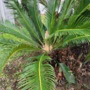 きゃら 先程はありがとうございましたm(__)m 熟女の風俗最終章 沼津店