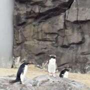 ヒメ日記 2025/11/02 08:26 投稿 れい☆卒業したてのガチ18歳♪ 妹系イメージSOAP萌えフードル学園 大宮本校