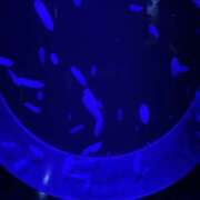 ヒメ日記 2025/06/01 21:35 投稿 つばさ 栃木宇都宮ちゃんこ