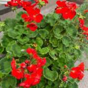 ヒメ日記 2025/07/24 19:09 投稿 ちなつ 梅田アバンチュール