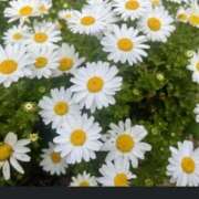 ヒメ日記 2025/08/27 16:02 投稿 涼子 CLASSY（クラッシー）.神戸