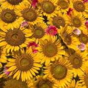 ヒメ日記 2025/06/09 08:29 投稿 いちか if(イフ) 中村店