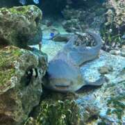 ヒメ日記 2025/11/19 19:04 投稿 はるね 千葉柏ちゃんこ