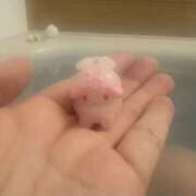 ヒメ日記 2025/11/19 23:46 投稿 はるね 千葉柏ちゃんこ