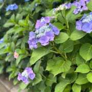 ヒメ日記 2025/06/13 18:03 投稿 有吉(ありよし) 八王子人妻城