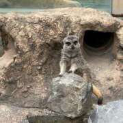 ヒメ日記 2025/06/28 09:09 投稿 鈴菜(すずな) チューリップ宇都宮店