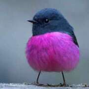 ヒメ日記 2026/02/12 11:22 投稿 せしる 熟女家 京橋店