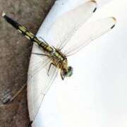 ヒメ日記 2025/08/08 23:45 投稿 まい club Ego